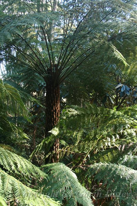 Tree fern gully, Pirianda Gardens IMG_7137.JPG